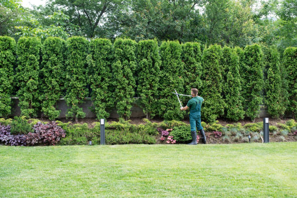 Crainville, IL Tree Services Company