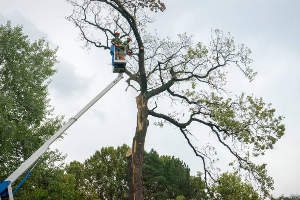Best Fruit Tree Pruning  in Crainvle, IL