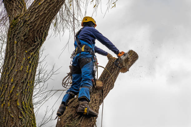 Tree and Shrub Care in Crainville, IL