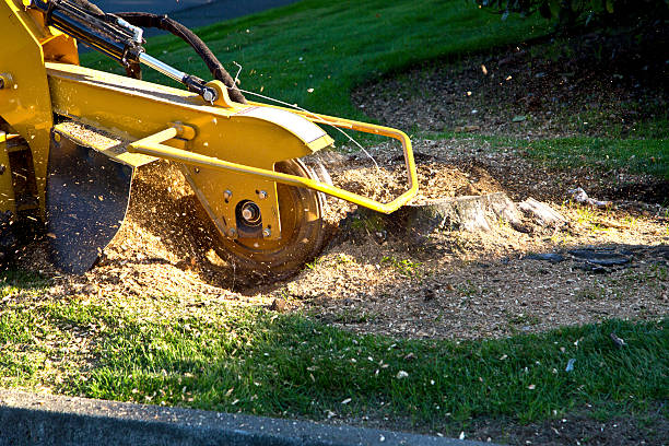 Best Lawn Maintenance Plans  in Crainvle, IL