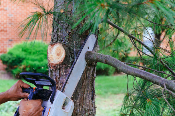 How Our Tree Care Process Works  in  Crainville, IL